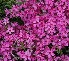 Creeping Phlox Subulata 'Red