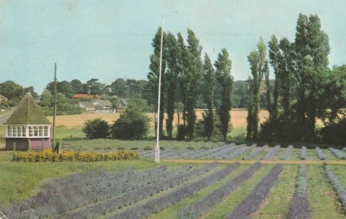 Heacham lavender corner - heacham,,