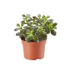 Crassula Mixed Succulent