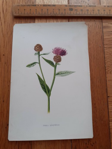 Vintage botanical flower print