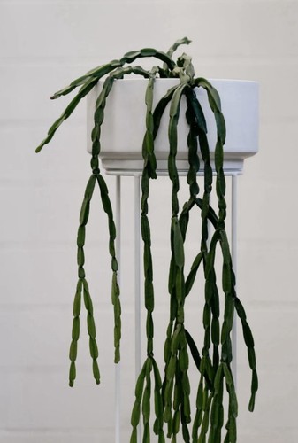 Rhipsalis paradoxa x5 fresh - rhipsalis,