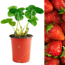 Strawberry 'Elsanta' Mid Season Fruit Bush Garden Plants | 9cm Pot