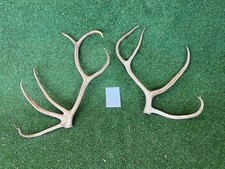 Naturally Shed Reindeer