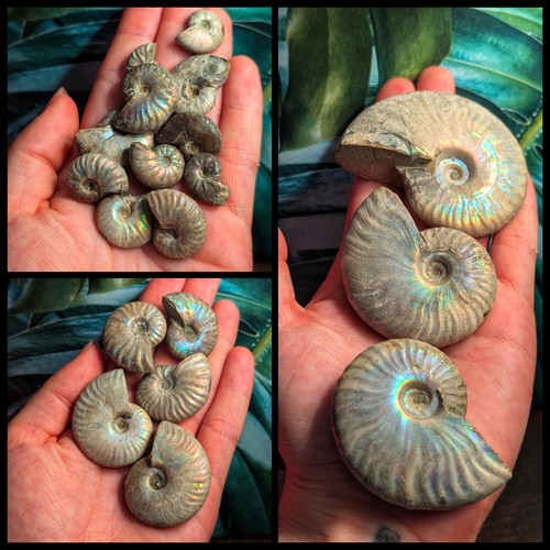 Real fossil ammonites - real,