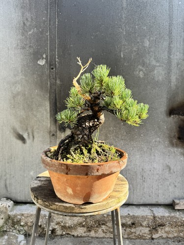 Imported japanese white - imported, pine
