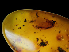Burmese Amber - Fossil Insect