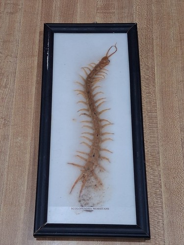 Real centipede millipede - real,