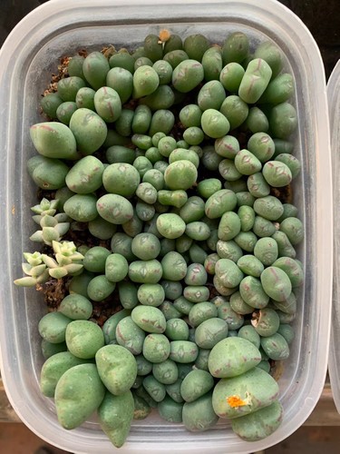 Conophytum bilobum ssp altum - ssp.,