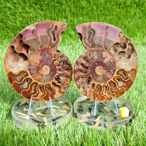 Polished madagascar ammonite - polished,
