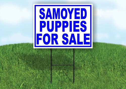 Samoyed puppies for sale - samoyed,