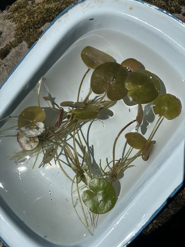 Baby floating frogbit - 5x,