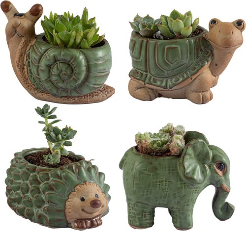 Small succulent pots with - succulent,