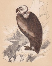 1851 GRIFFON VULTURE Bird