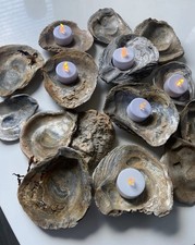 9 Oyster Shells Sea Shells Various Sizes