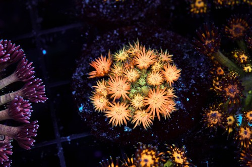 Firecracker goniopora wysiwyg - firecracker,