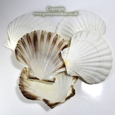 6 x Large Atlantic Scallop