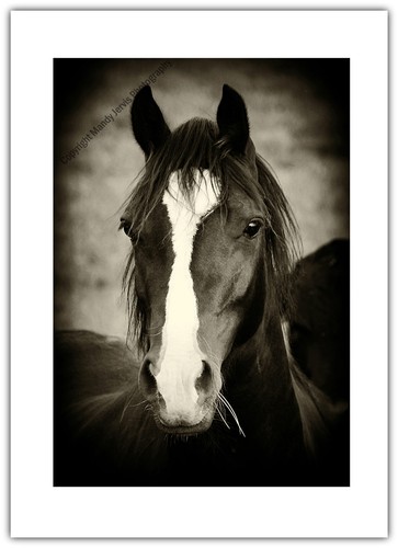 Horse pony black - horse, beauty