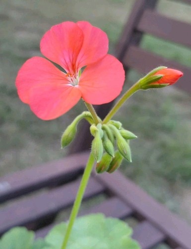 Pelargonium betty catchpole - pelargonium, 'betty