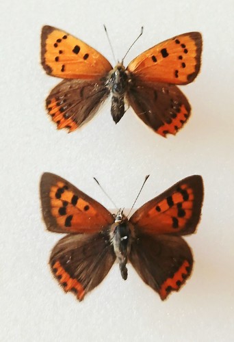 Lycaena phlaeas small copper - phlaeas,