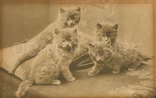 Vintage Postcard Kittens Fluffy Cats Animal Scene