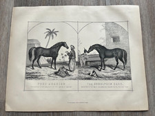 1890s print of a pure arabian