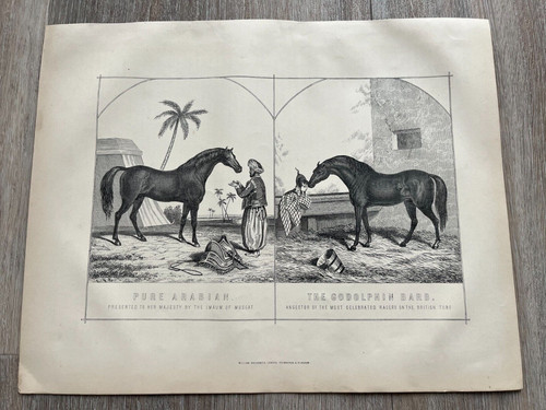 1890s print pure arabian - of,