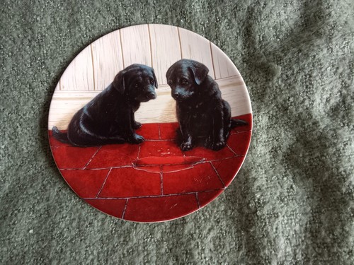 Labrador dogs decorative - labrador,