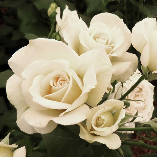 Gift rose friendship - rose,,