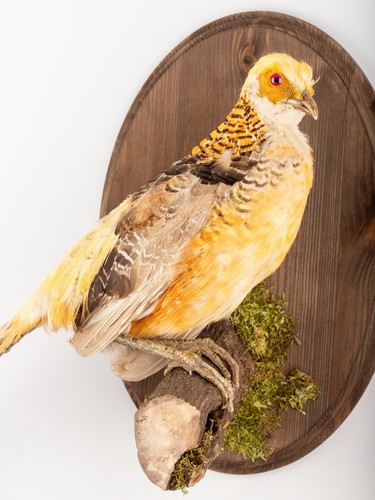 Yellow golden pheasant - yellow,
