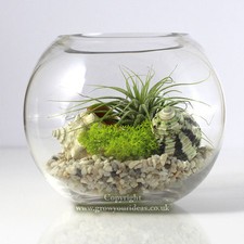 Air plant Kit in glass