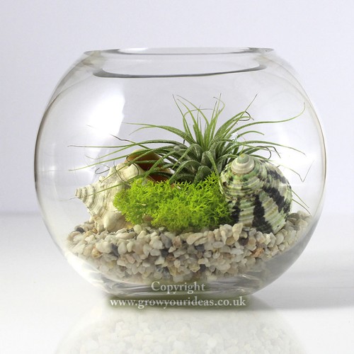Air plant kit glass - air,