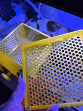 3D Marine Mushroom/ Anenome