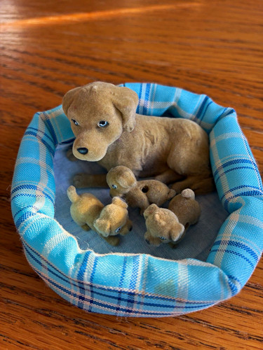 Pocket labrador and x3 - in,