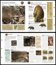 Common Tenrec #165 Mammals - Wildlife Explorer Fold-Out Card