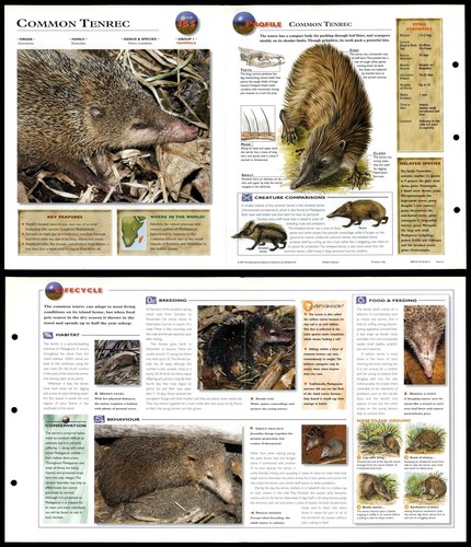 Common tenrec 165 mammals - tenrec,