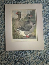 Cassell's Poultry Book - Toulouse GEESE