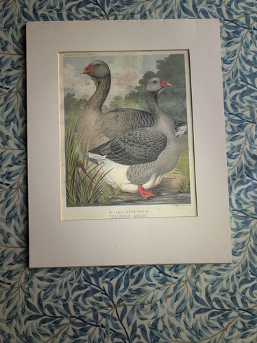 Cassell poultry book - book,