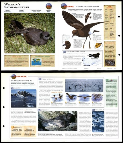 Wilson storm petrel 90 - storm-petrel, #90