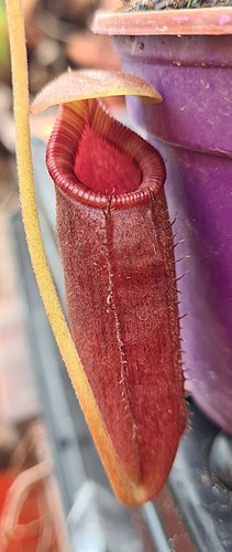 Nepenthes rajah lowii seed - rajah,