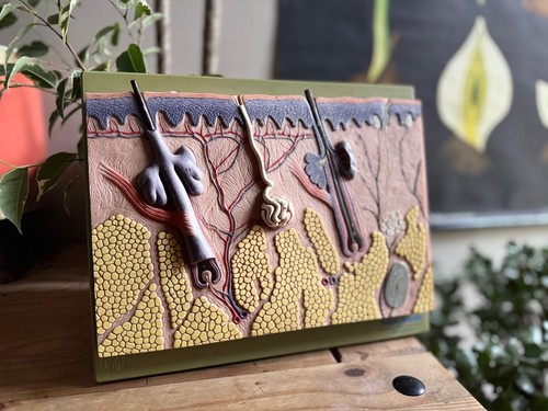 Vintage somso anatomical model - vintage,