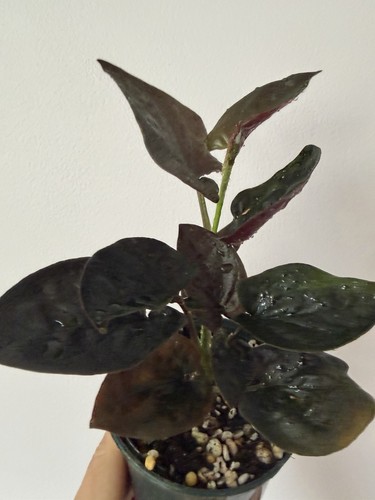 Syngonium erythrophylum red - syngonium, 'red