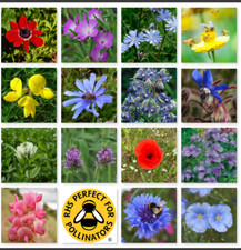 Wild Flower 100% Meadow Seeds