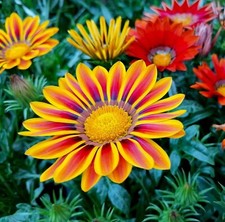Painted Daisy Mix & Small Sunflower Mix & Gazania & Poached Egg Plant Seeds