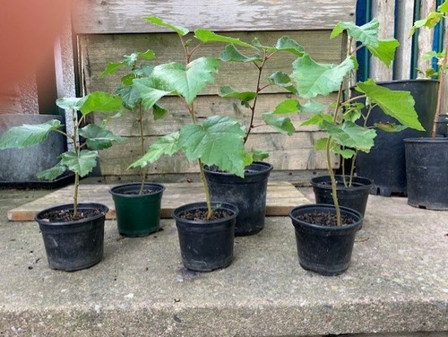 Silver birch saplings organic - silver,
