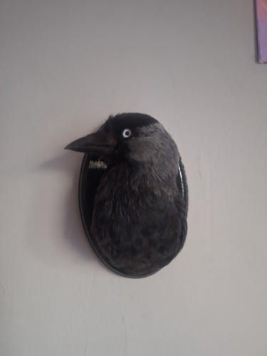 Taxidermy jack daw head mount - jack,