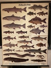 Large Vintage 1935 German FRESHWATER FISH school chart educational poster