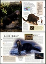 American Mink #283 Mammals -