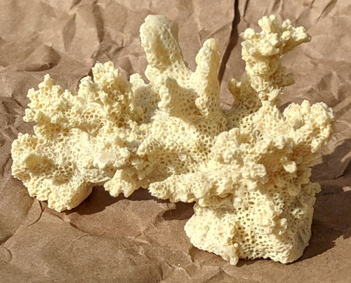 Coral realistic resin new - (2),
