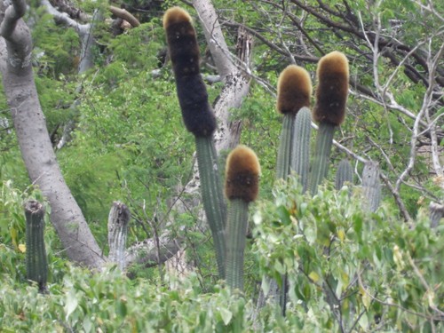 Very rare plant - rare!, of