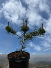 Japanese White Pine